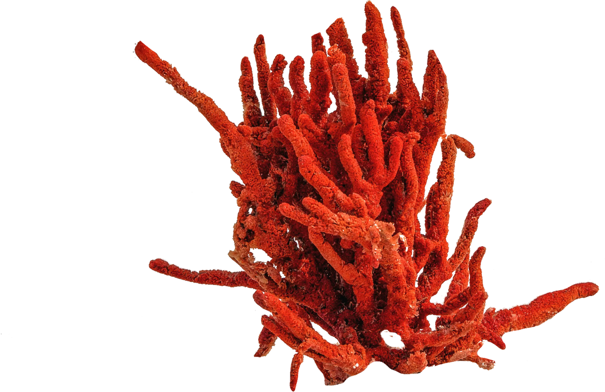 Organic aloe and red algae complex in a natural face moisturizer - Daily Defense Moisturiser by Exosthetics