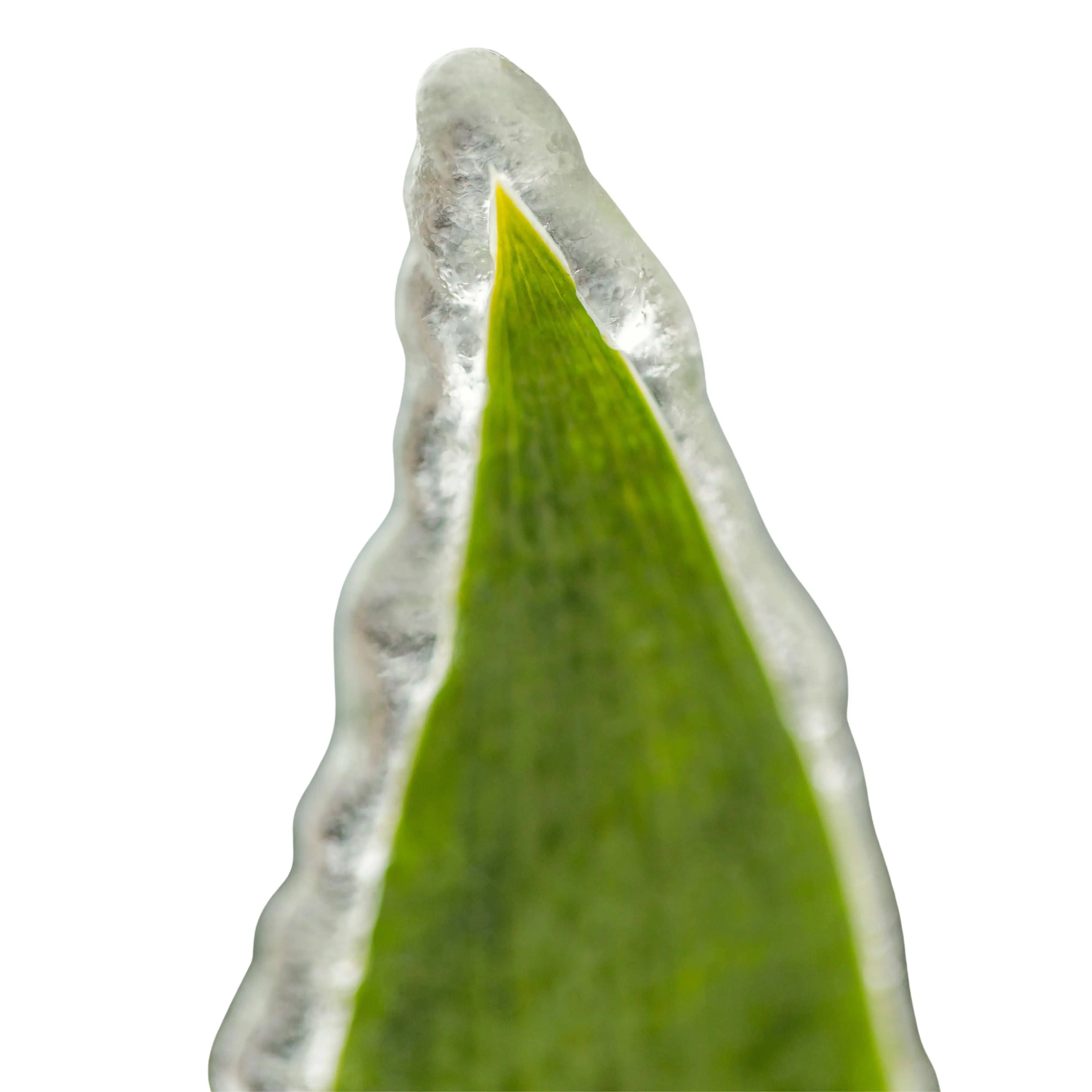 Aloe + Algae Complex