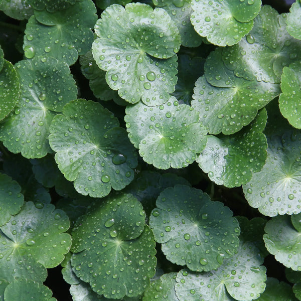 Centella asiatica in exosome serum for calming freshly treated skin